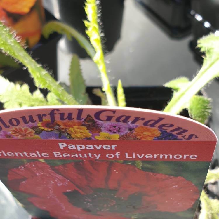 plant image 1314120