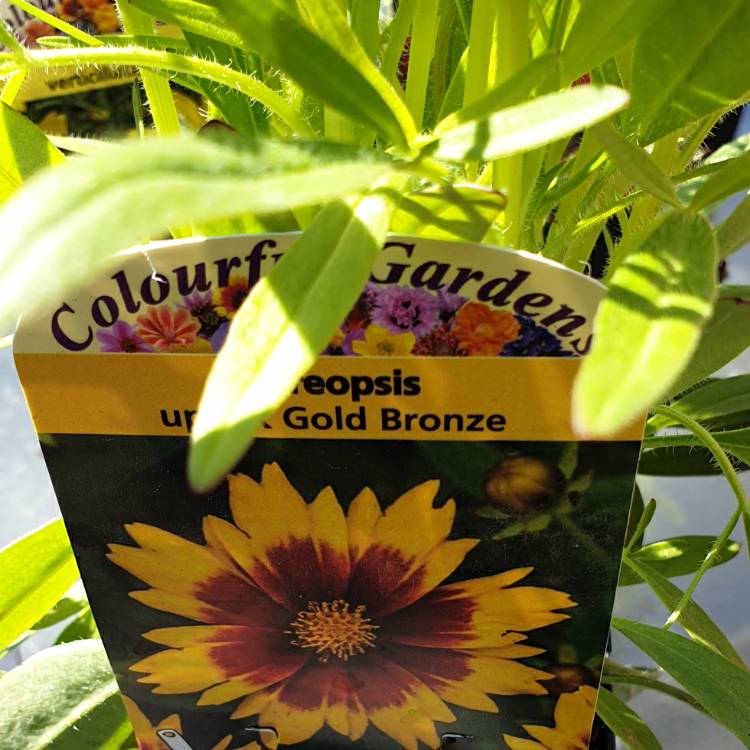 plant image 1314121