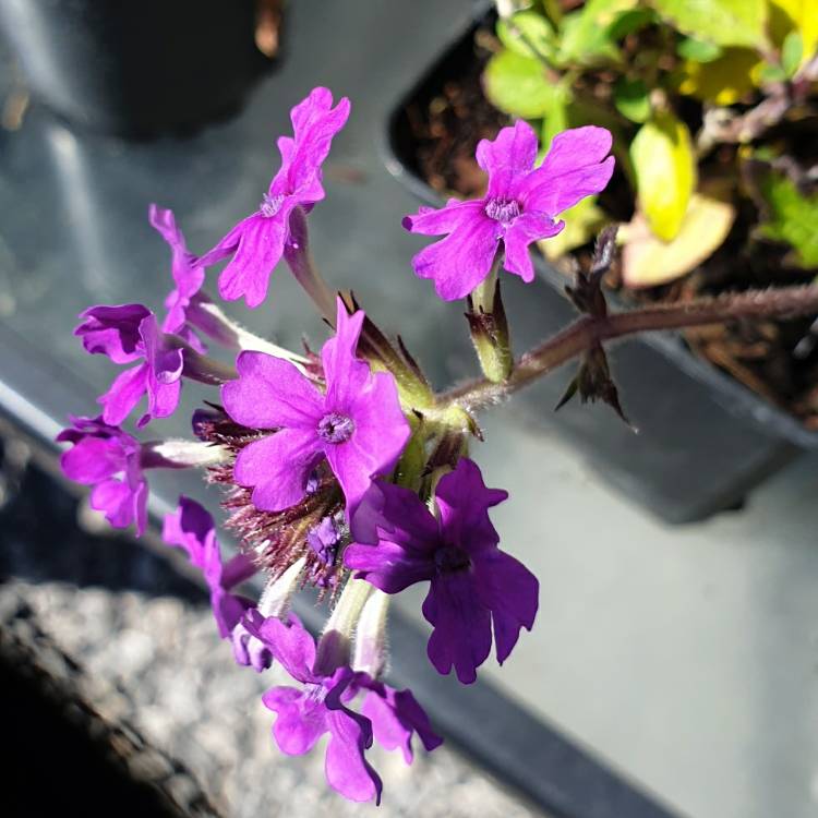 plant image 1314130