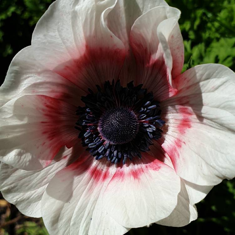 plant image 1314243