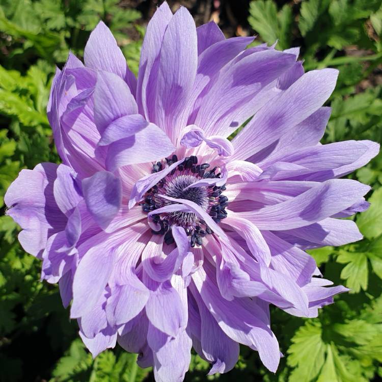 Plant image Anemone coronaria 'St Brigid' (Mix)