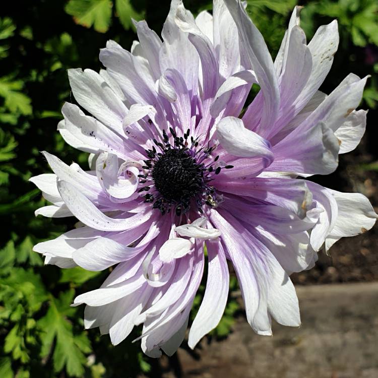 plant image 1315411 plant image 1315411
