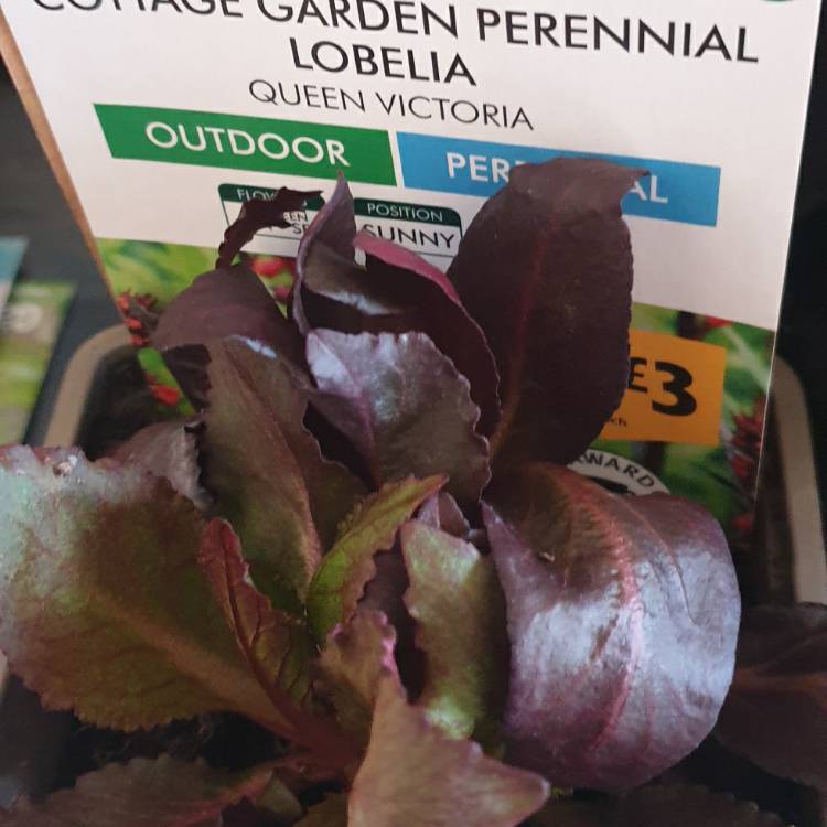 Plant image Lobelia cardinalis 'Queen Victoria'