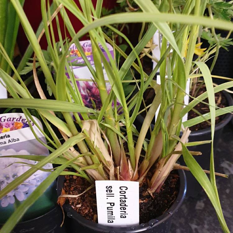 plant image 1319923 plant image 1319923