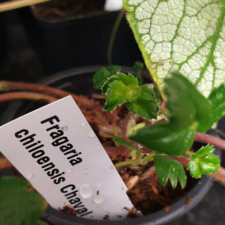 plant image 1319933