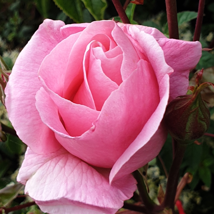 plant image 1320707