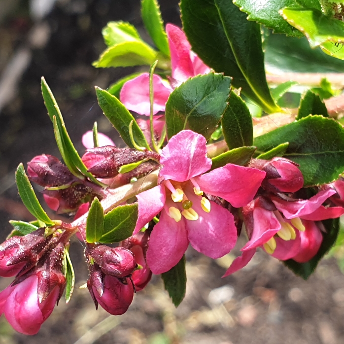 Plant image Escallonia 'Donard Seedling'