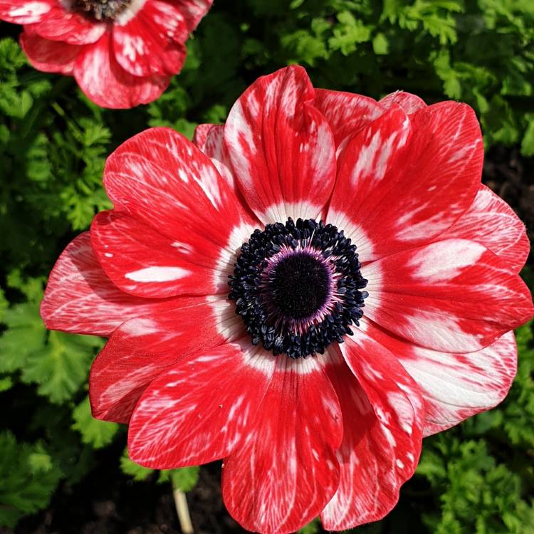 plant image 1330214