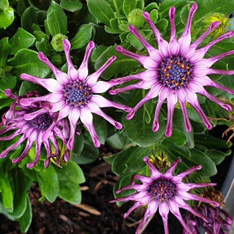 plant image 1331510