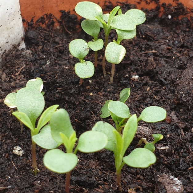 plant image 1332418