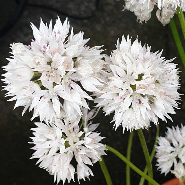 plant image 1332424 plant image 1332424