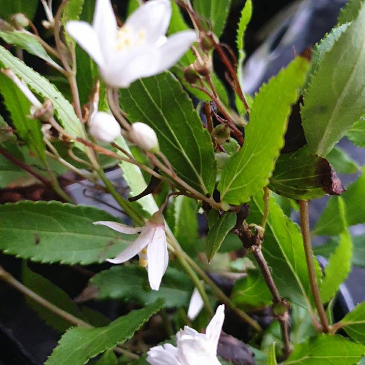 Plant image Deutzia gracilis 'Nikko'