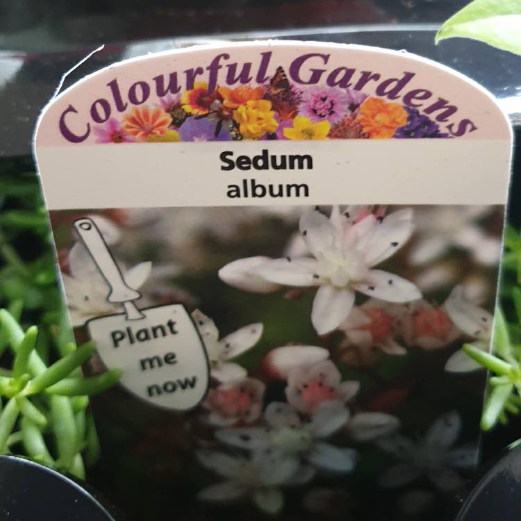 Plant image Sedum Album