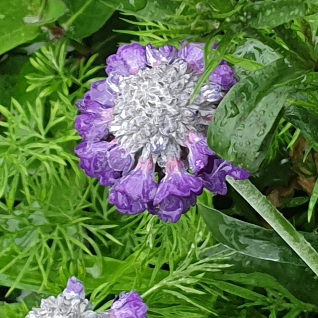 plant image 1342520