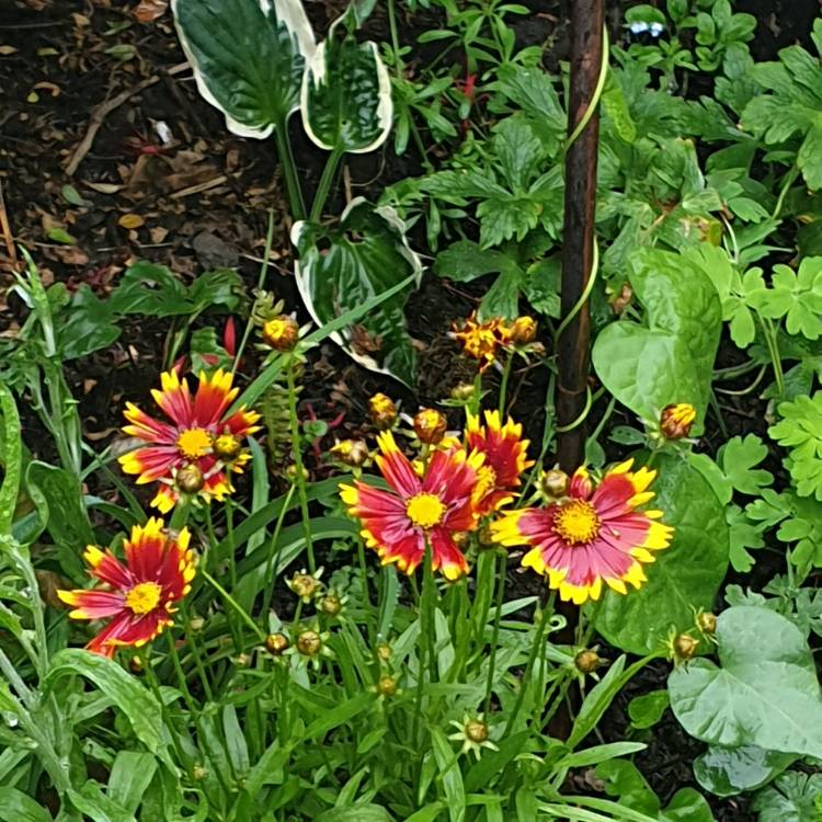 Plant image Coreopsis 'UpTick™ Gold & Bronze'