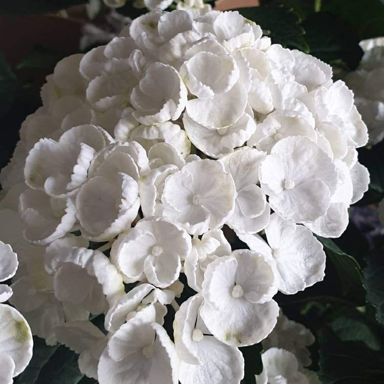 Plant image Hydrangea macrophylla 'Curly Wurly White'