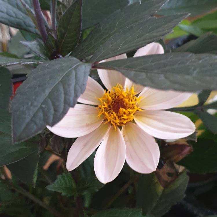 Plant image Dahlia 'Hdw79' (Happy Days Series) syn. Dahlia 'Happy Days Cream'