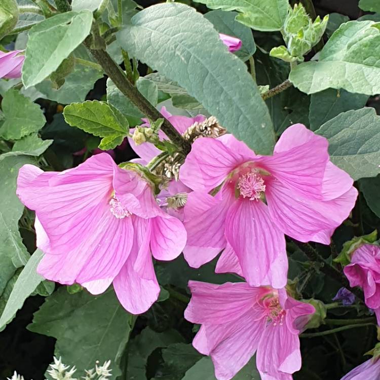 Plant image Lavatera x clementii 'Rosea'