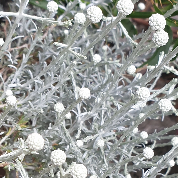 plant image 1347440 plant image 1347440