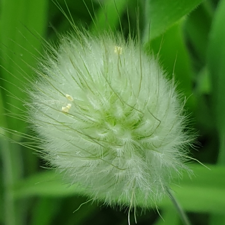 plant image 1348089 plant image 1348089