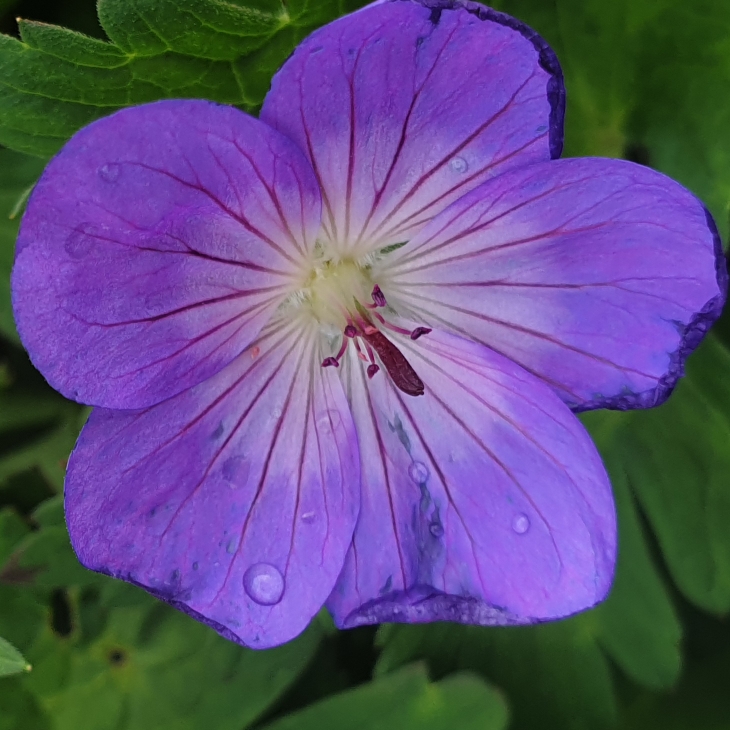 plant image 1348945 plant image 1348945