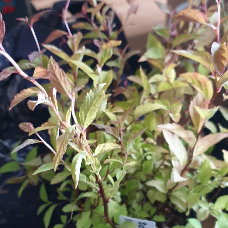 Plant image Spiraea japonica 'Goldflame' syn. Spiraea x bumalda 'Goldflame'