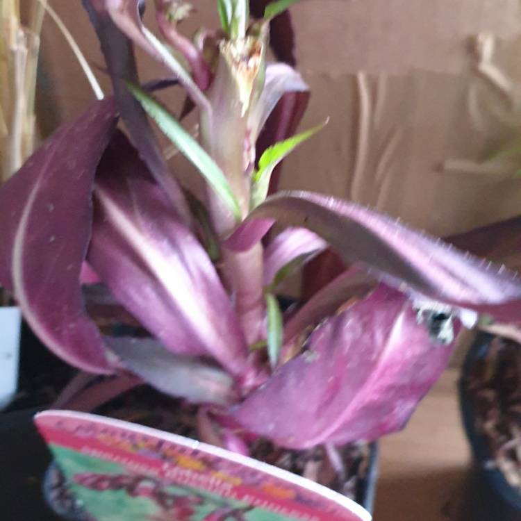 Plant image Lobelia x speciosa 'Russian Princess'