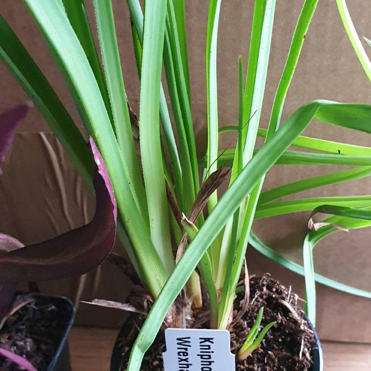 plant image 1350212