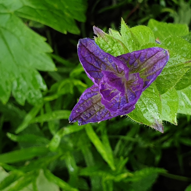 plant image 1350227