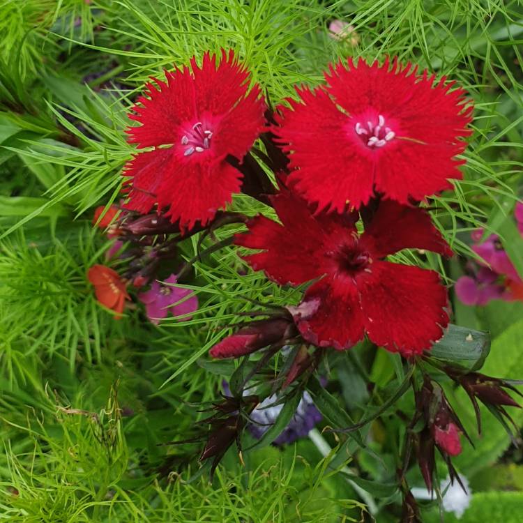Plant image Dianthus