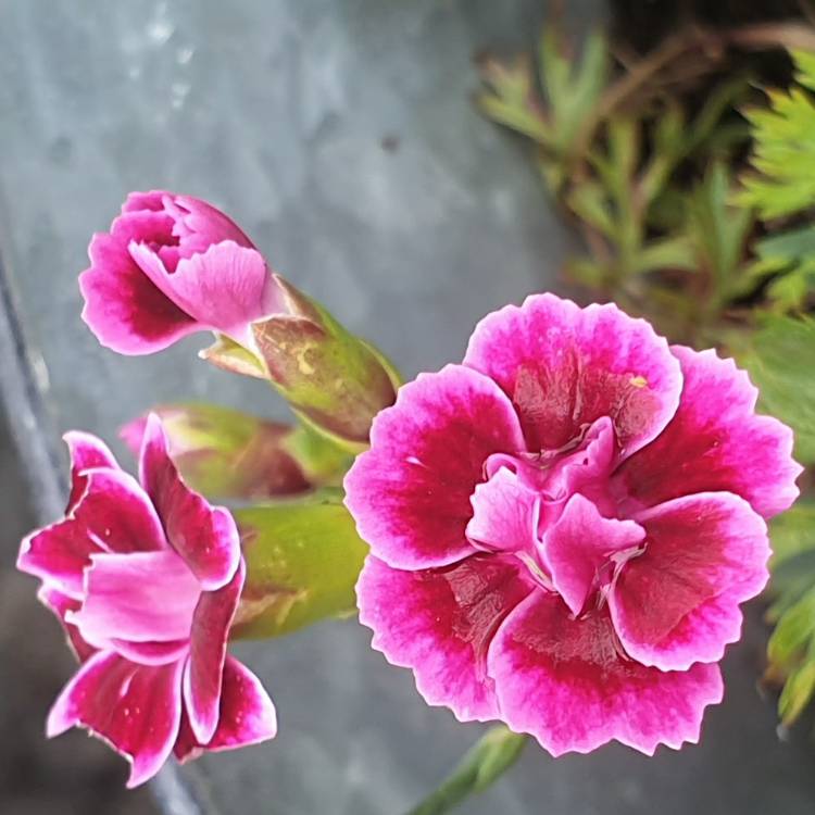 Plant image Dianthus 'Pink Kisses'