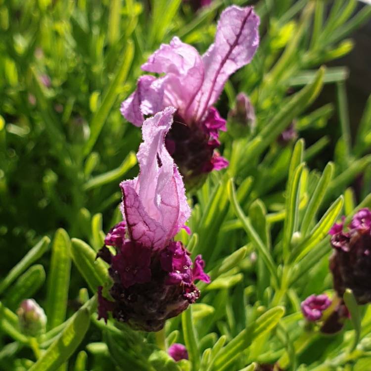 plant image 1359347