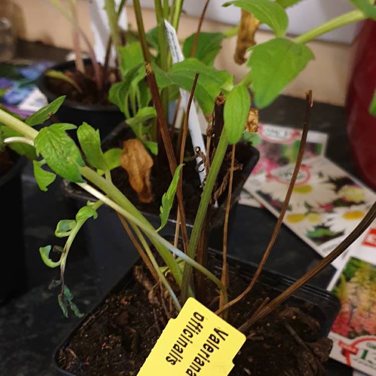plant image 1360982