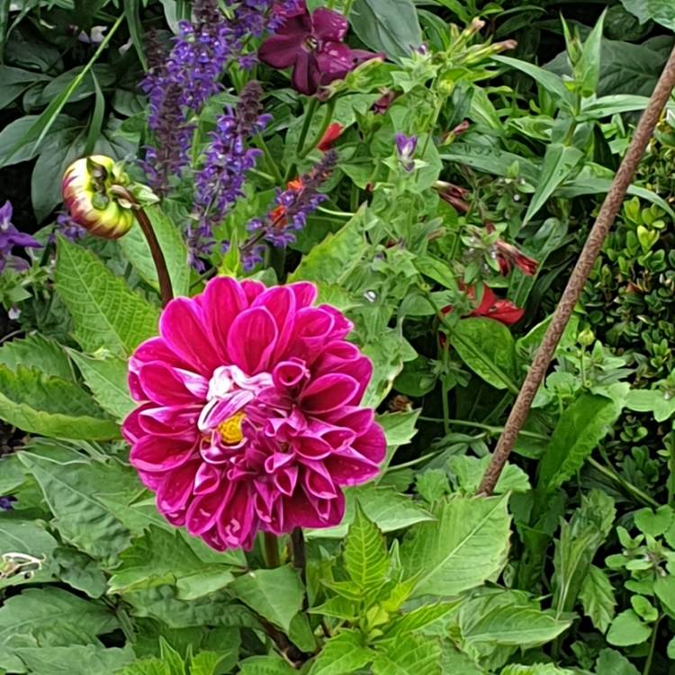 Plant image Dahlia 'Blue Boy'