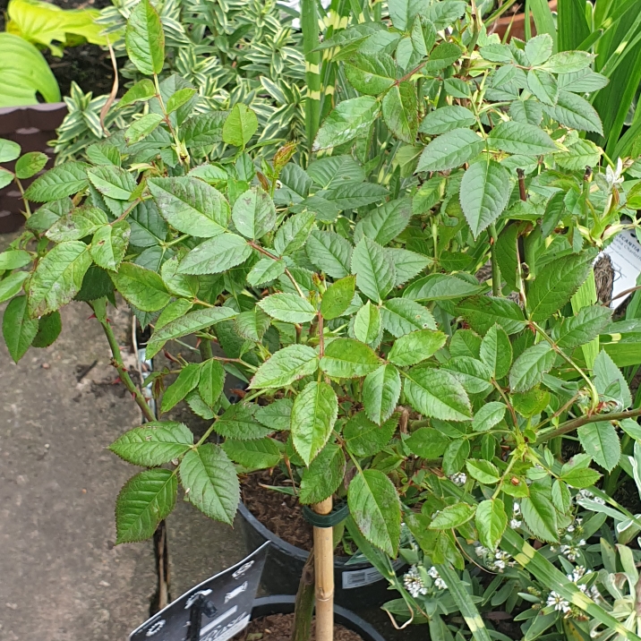 plant image 1367489