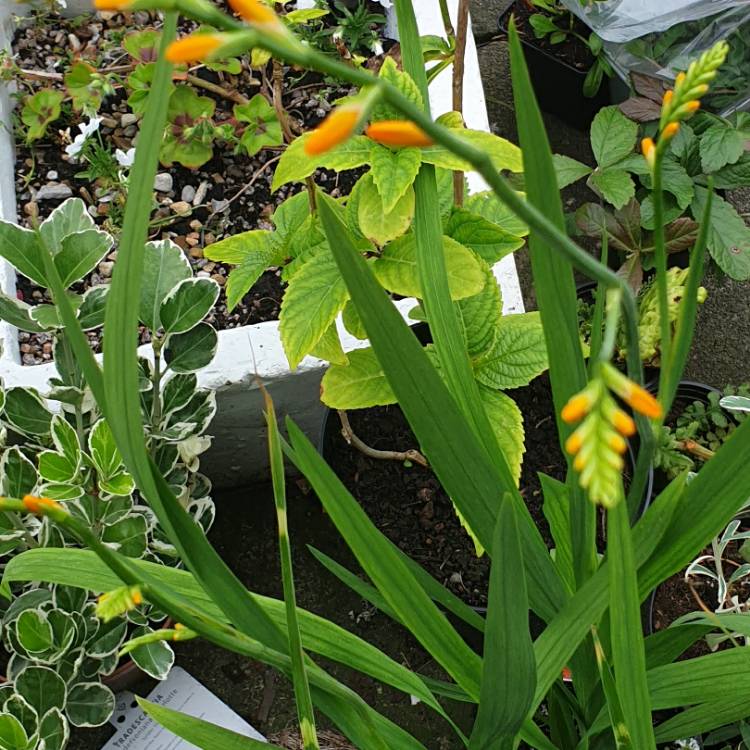plant image 1367495 plant image 1367495