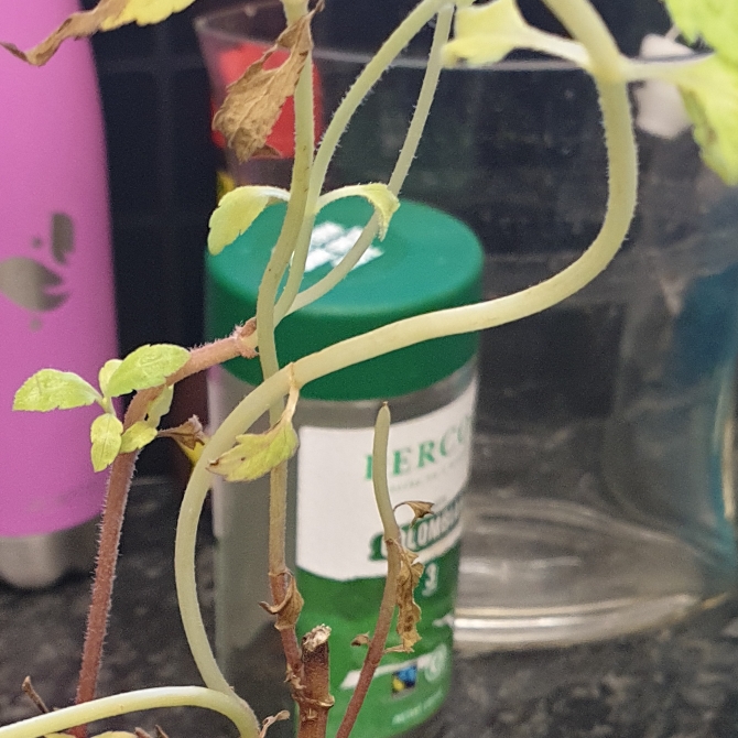 plant image 1370529