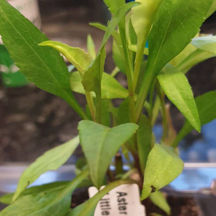 plant image 1370549