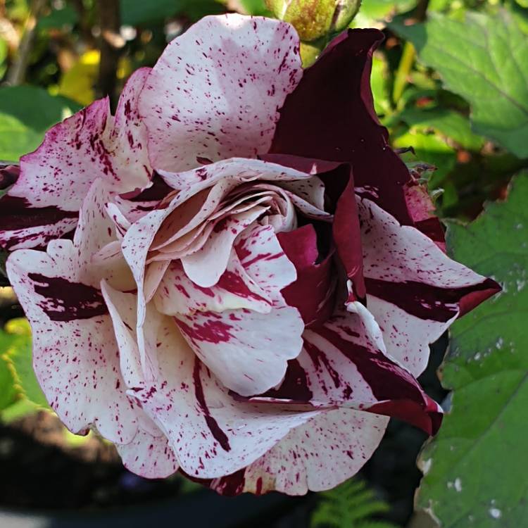 plant image 1373736