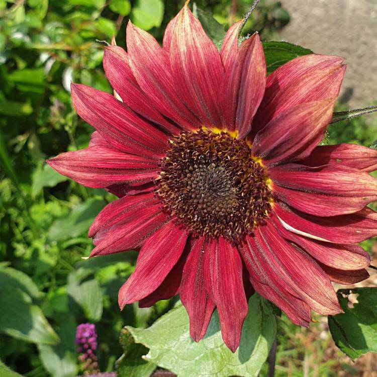 plant image 1373763