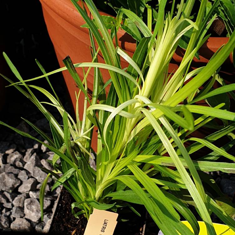 plant image 1373845