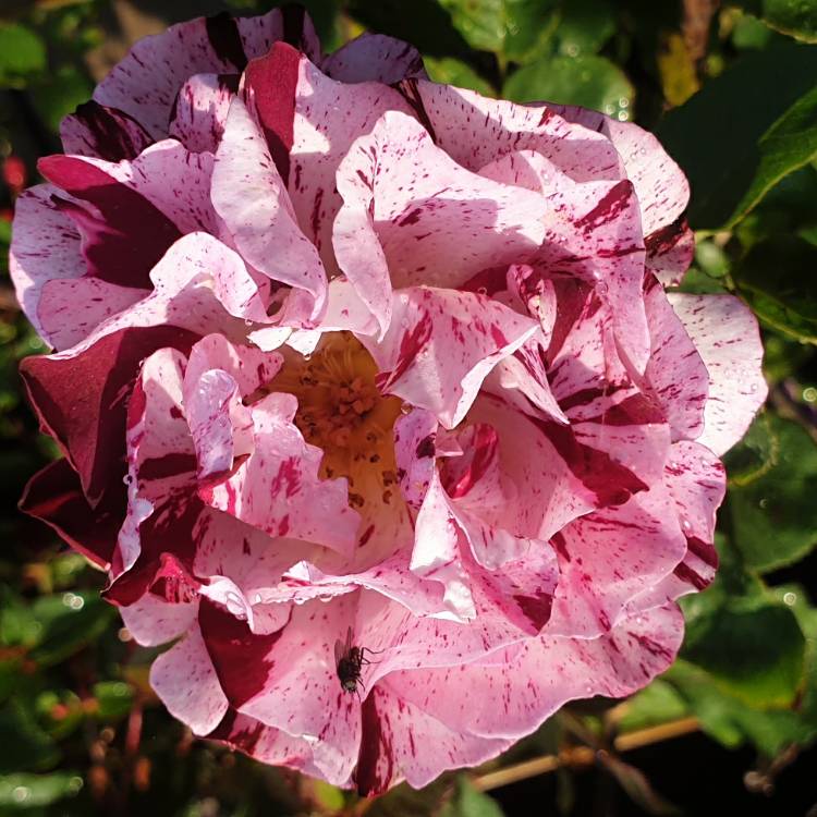 Plant image Rosa 'Dormelo' syn. Rosa 'New Imagine', Rosa 'Just Imagine'