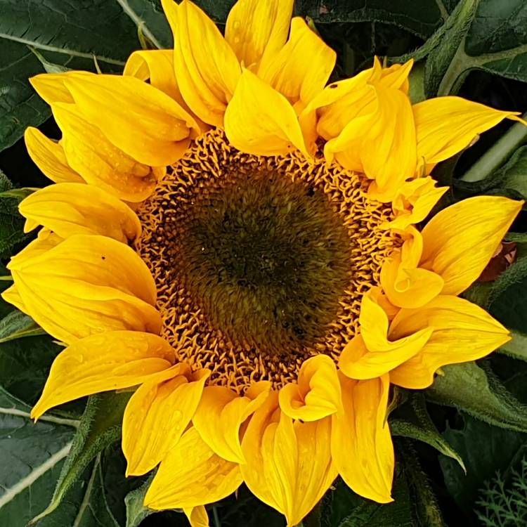 plant image 1377214 plant image 1377214