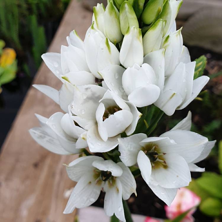 plant image 1378185 plant image 1378185