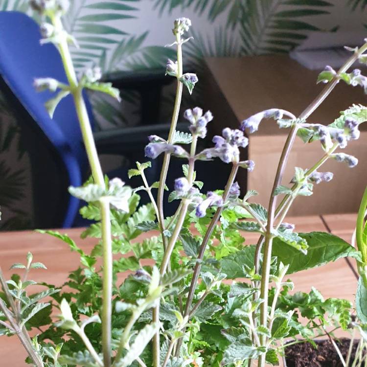 plant image 1381151