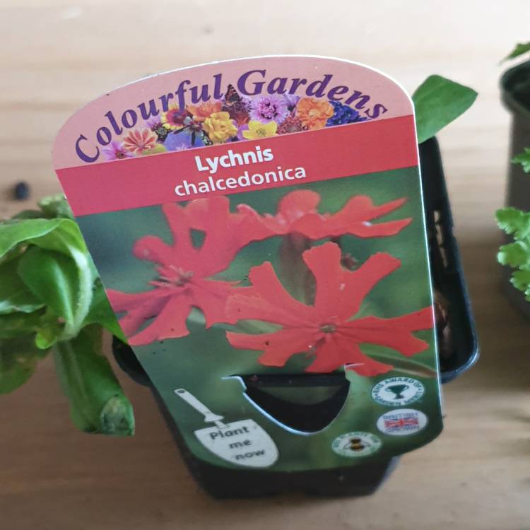 plant image 1381153
