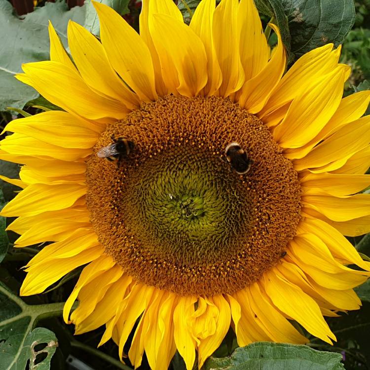 Plant image Helianthus Annuus 'Sunspot'