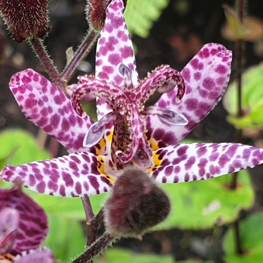 Plant image Tricyrtis formosana 'Dark Beauty'