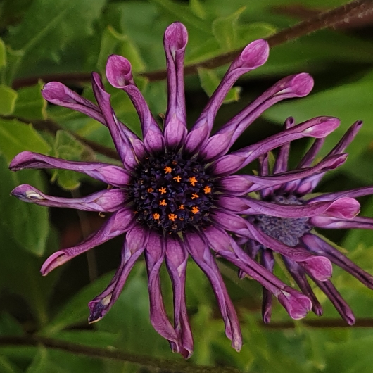 plant image 1382561