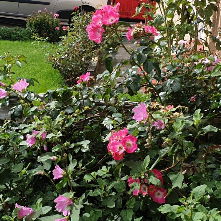 plant image 1382562